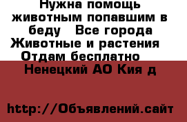 Нужна помощь животным попавшим в беду - Все города Животные и растения » Отдам бесплатно   . Ненецкий АО,Кия д.